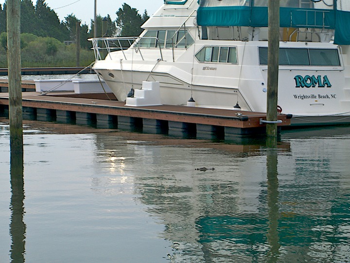 093 Southport Marina's Alligator