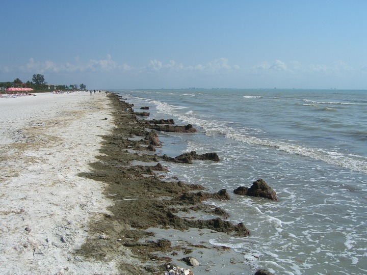 150 Red Algae on Gulfside Sanibel Beach