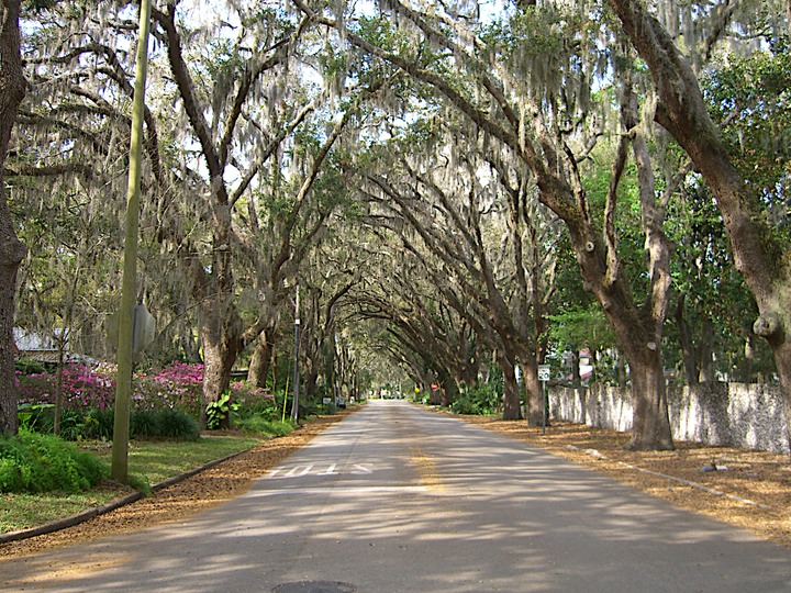 196 Live Oaks in St Augustine