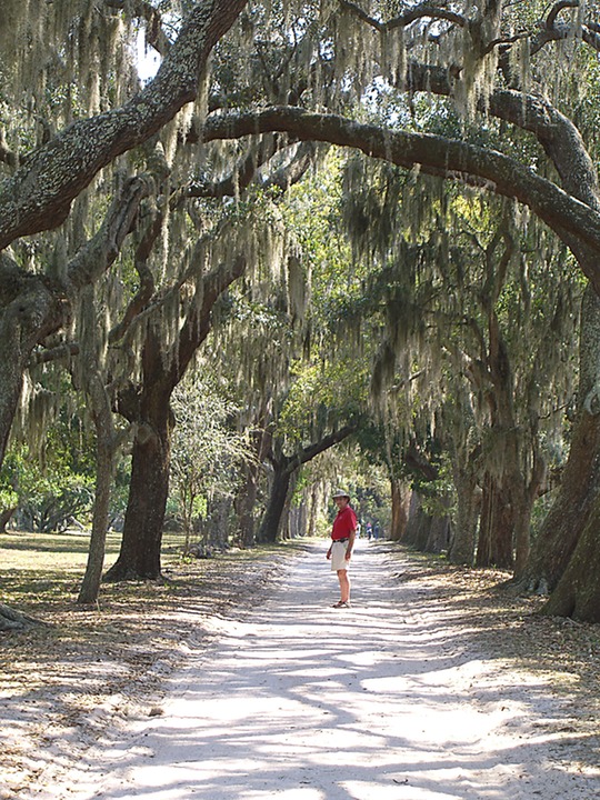 248 Cumberland Island