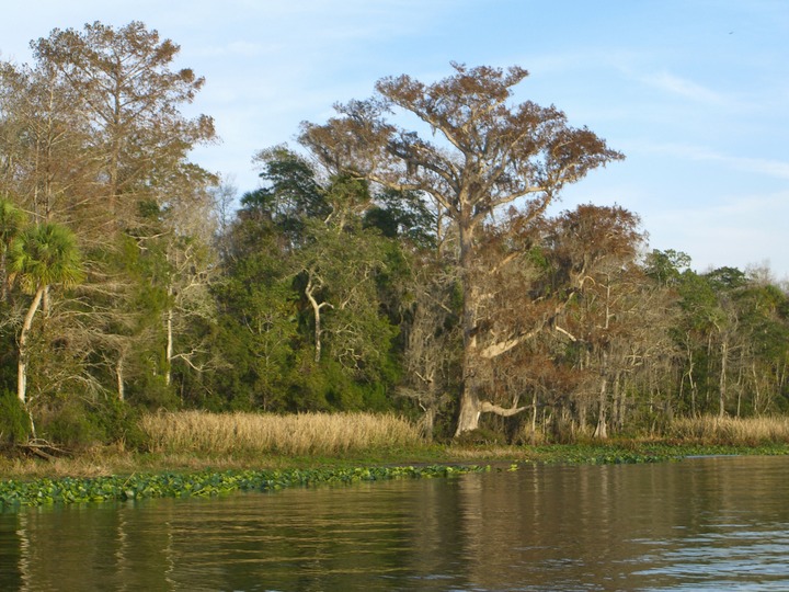 35 Way down upon the Suwannee River